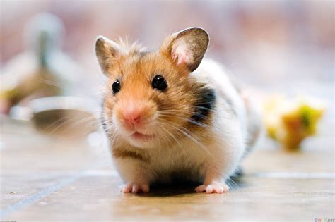 hamster wallpaper